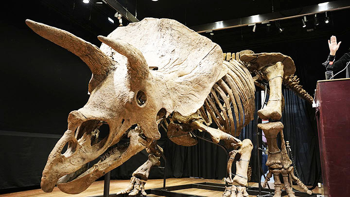 Big John là một trong những mẫu hoá thạch tốt nhất