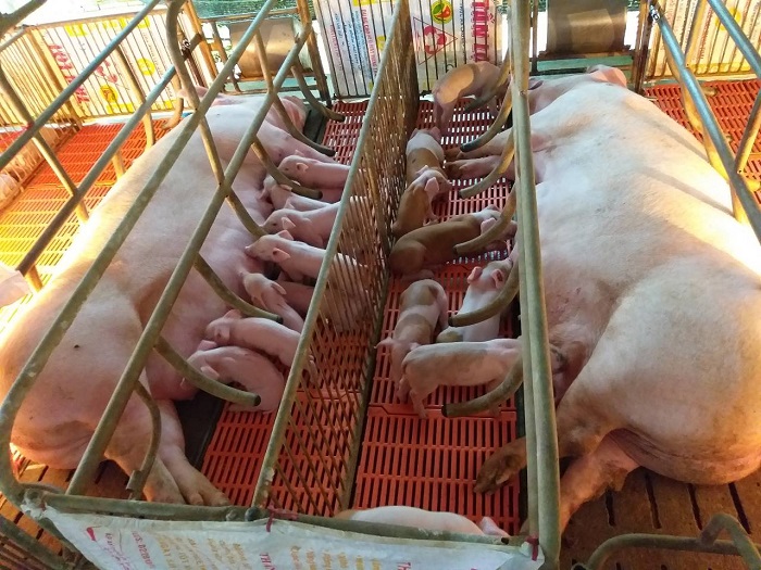 Khi lợn mẹ bị sốt sữa, có thể ghép đàn để lợn con không bị đói