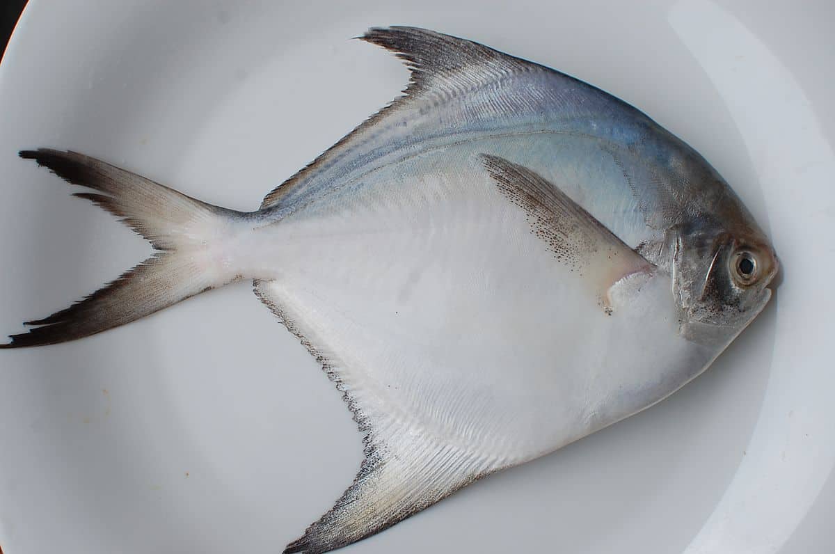 Sử dụng thức ăn viên dạng nổi, loại chuyên dùng cho nuôi cá nước lợ, mặn cho cá ăn