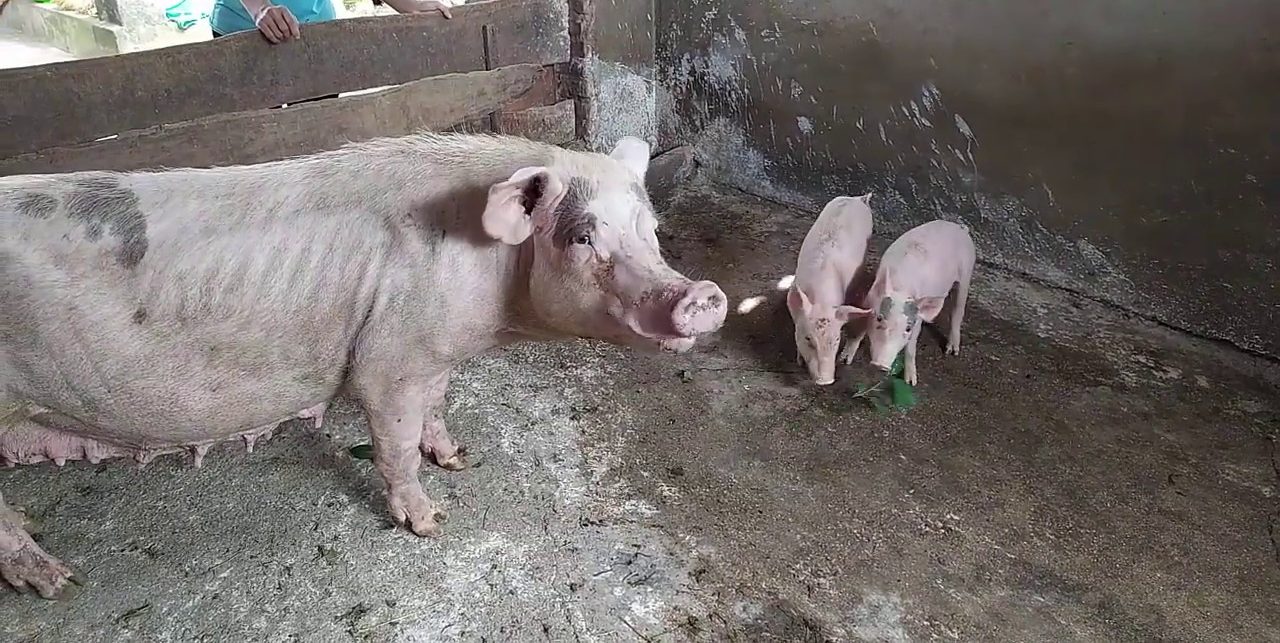 Số lượng lợn con giảm đột ngột có thể khiến lợn nái bị tắc tuyến sữa