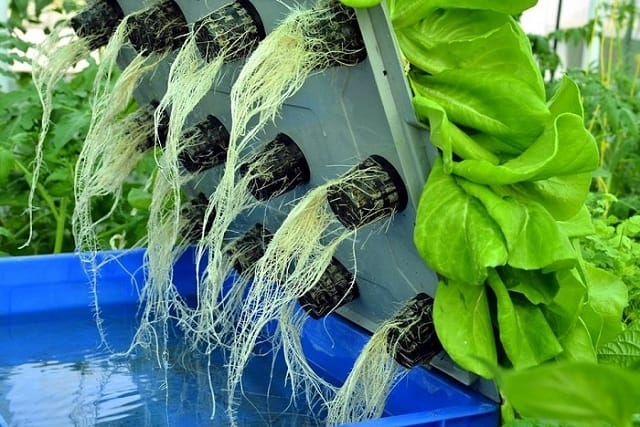 Trồng rau thủy canh mang lại nhiều lợi ích cho người trồng rau cũng như người tiêu dùng